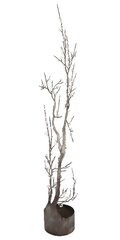 D'Arcy Bellamy: Winter Blossoms image 1