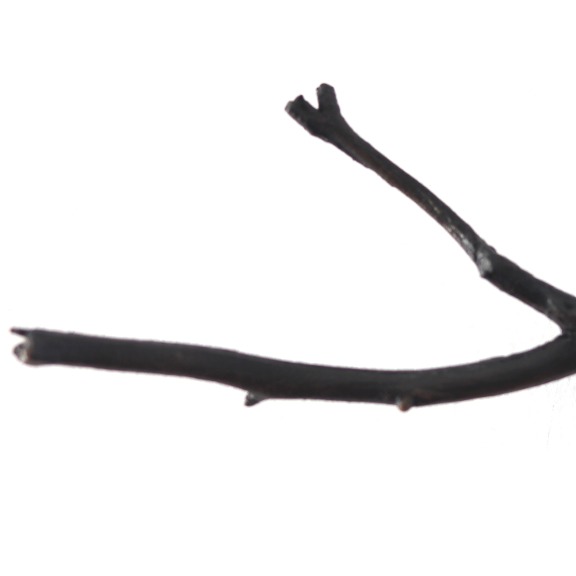 Jennyfer Stratman: Graft EH6 image 3