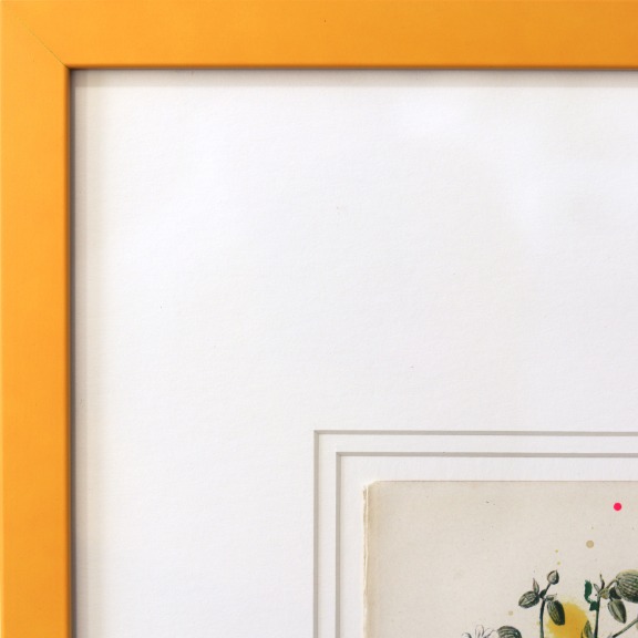 Lee Herring: Bladder Campion image 3