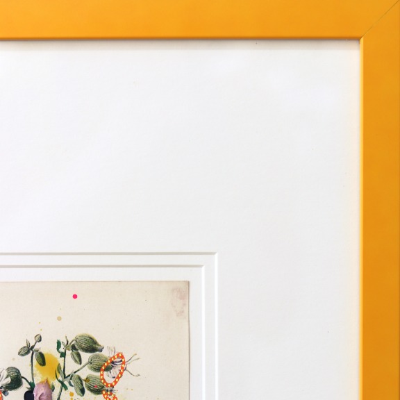 Lee Herring: Bladder Campion image 4