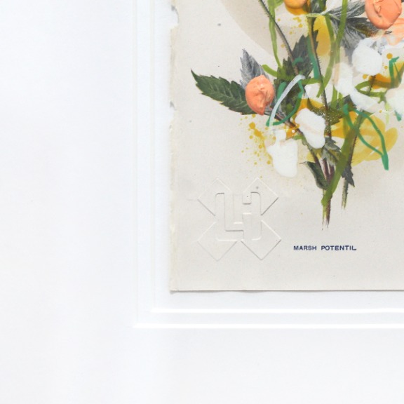 Lee Herring: Marsh Potentil image 5