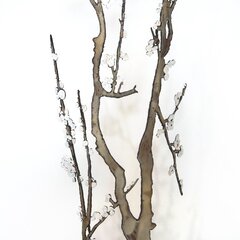 D'Arcy Bellamy: Winter Blossoms image 6