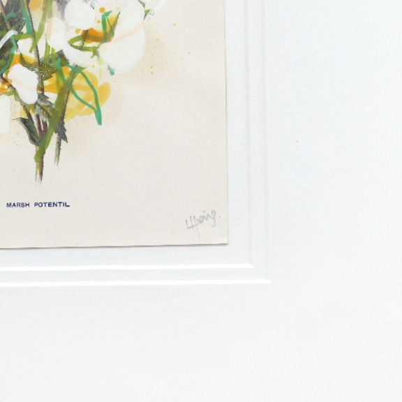 Lee Herring: Marsh Potentil image 6