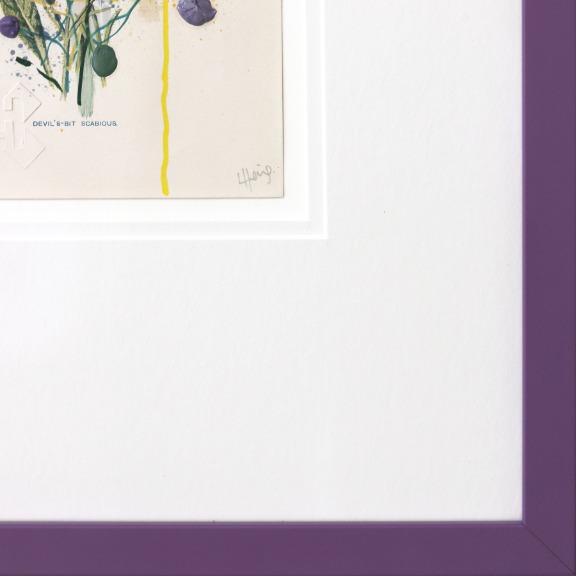 Lee Herring: Devil's Bit Scabious image 6