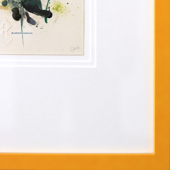 Lee Herring: Bladder Campion image 6